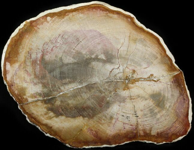 Petrified Wood (Tropical Hardwood) Slab - Indonesia #41904